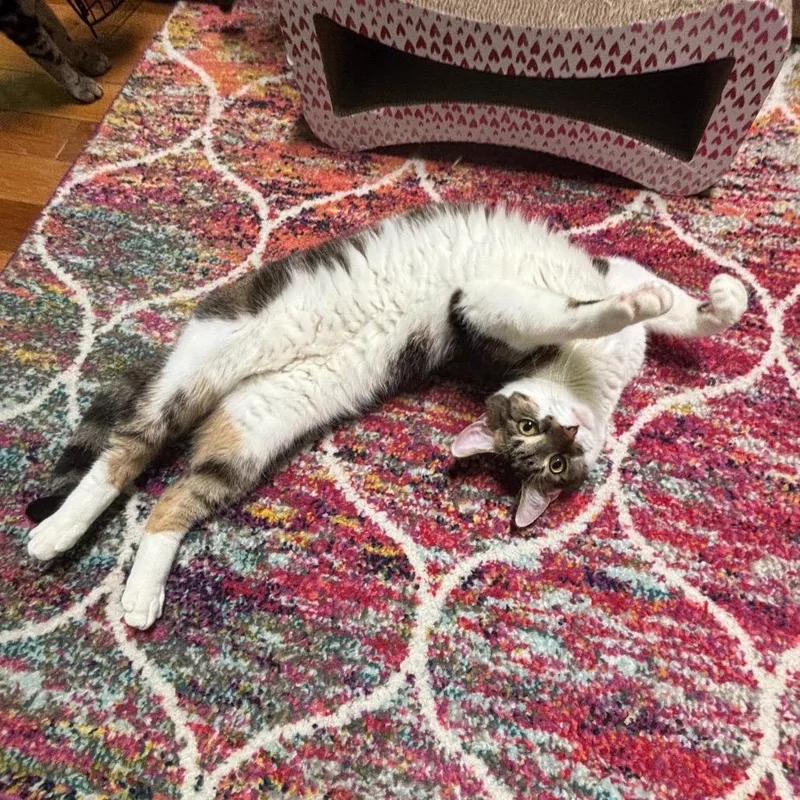 Kreacher thumbnail 3