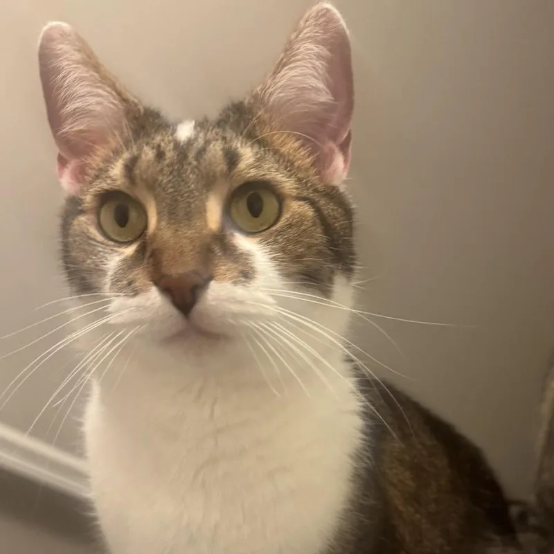 Kreacher thumbnail 4