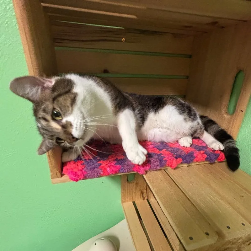 Kreacher thumbnail 5