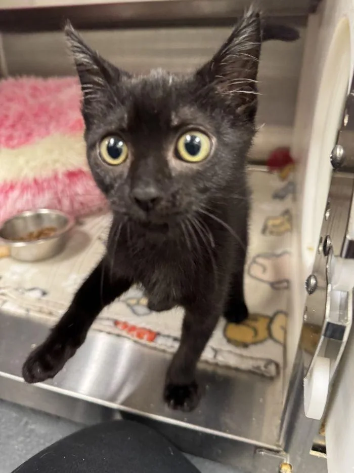 A young small-sized male Black Domestic Short Hair cat named Jumper for adoption in Hilton Head Island, SC