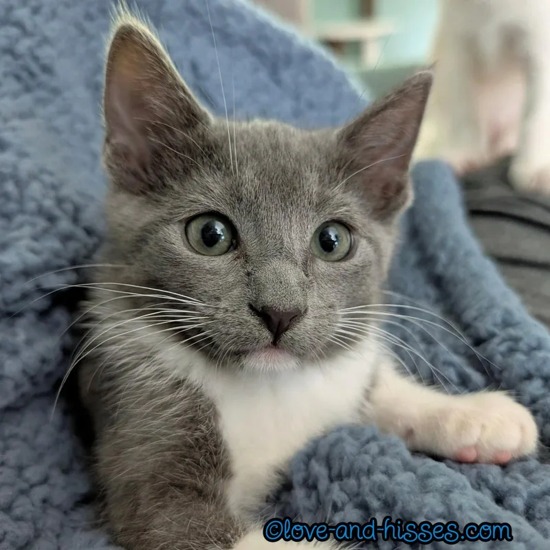 A baby small-sized female Gray & White Domestic Short Hair cat named Tortellini for adoption in Capshaw, AL