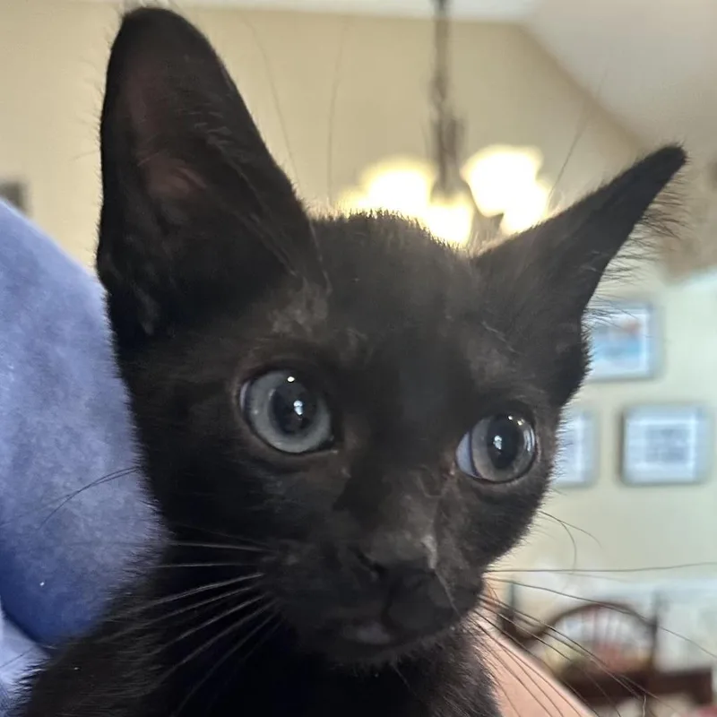 A baby small-sized male Black Domestic Short Hair cat named Spunky for adoption in Prosper, TX