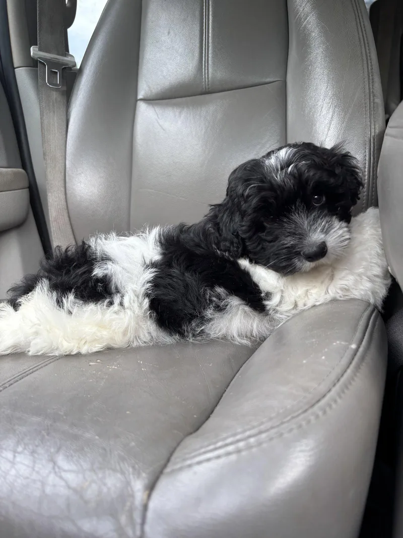 A baby small-sized male Shih Tzu dog named Sterling for adoption in Southaven, MS
