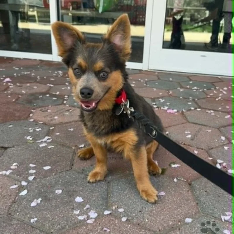 A young small-sized male Brown / Chocolate Corgi dog named Finnegan for adoption in Hampton Bays, NY