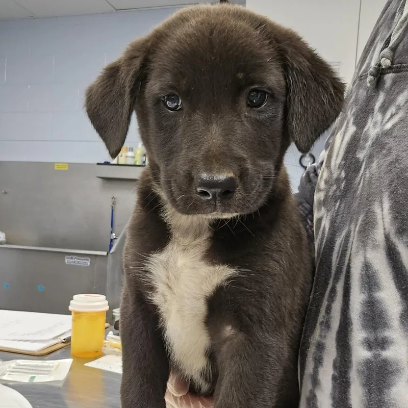 A baby large-sized female Mixed Breed dog named Quinta for adoption in Martinsville, VA