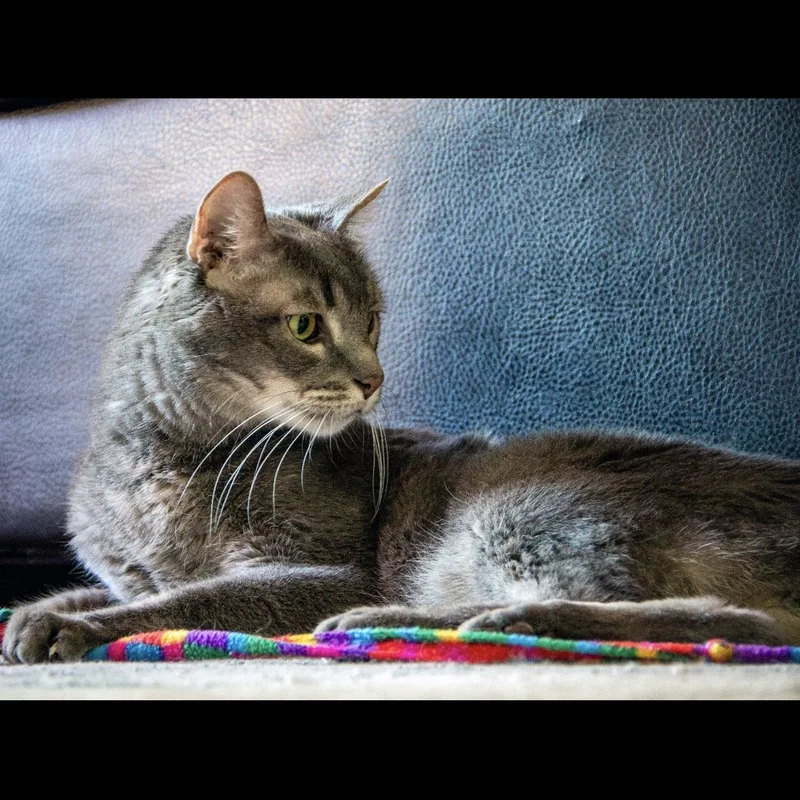 A senior medium-sized male Tabby (Gray / Blue / Silver) Domestic Short Hair cat named Ace Kelsang for adoption in Morrison, CO