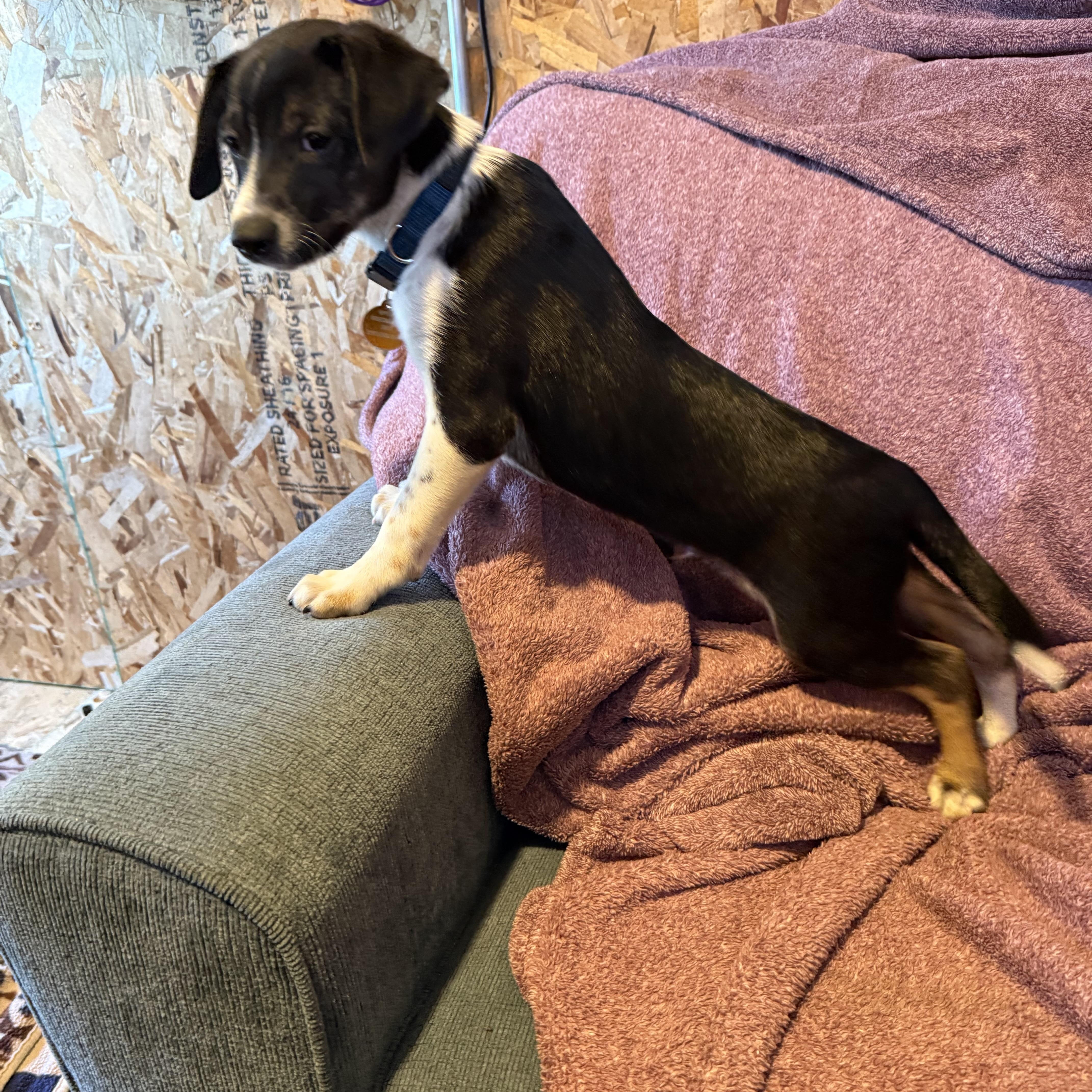 A baby small-sized male Jack Russell Terrier dog named Mator for adoption in Waukesha , WI