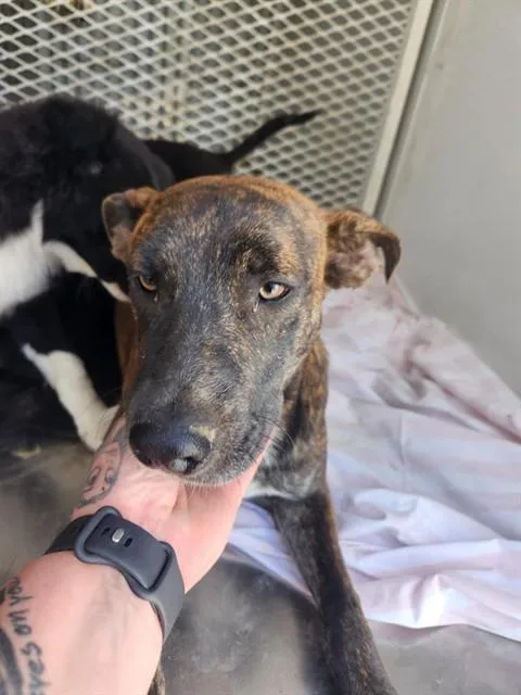 A baby medium-sized female Black Pit Bull Terrier dog named Thia  URGENT for adoption in Thousand Oaks, CA