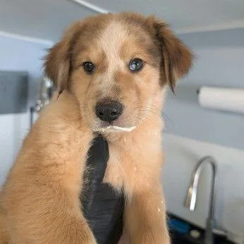 A young medium-sized male Mixed Breed dog named Koa for adoption in Allentown, PA