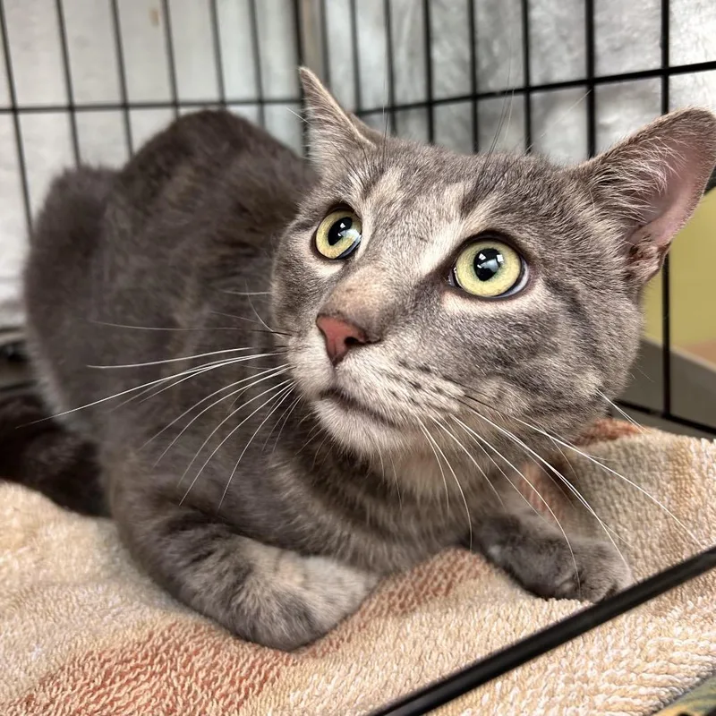 A young small-sized male Gray / Blue / Silver Domestic Short Hair cat named MONTStray for adoption in Perkiomenville, PA
