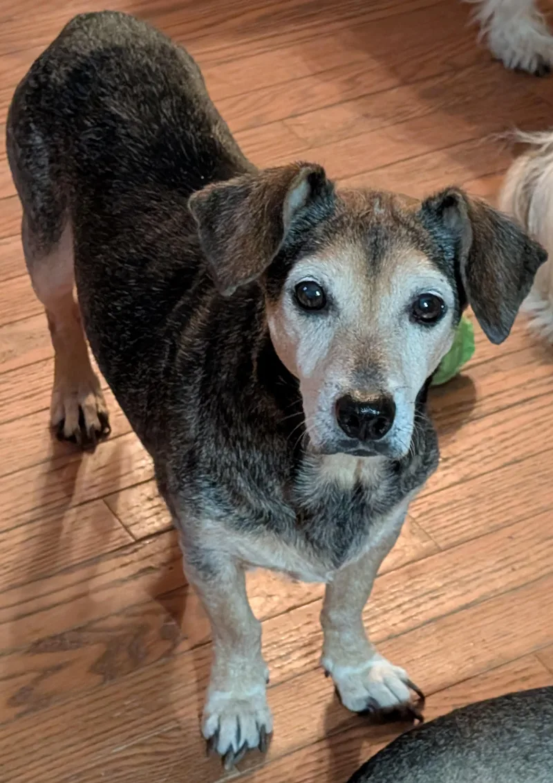 An adult small-sized female Beagle dog named Agnes S for adoption in Somerset, KY