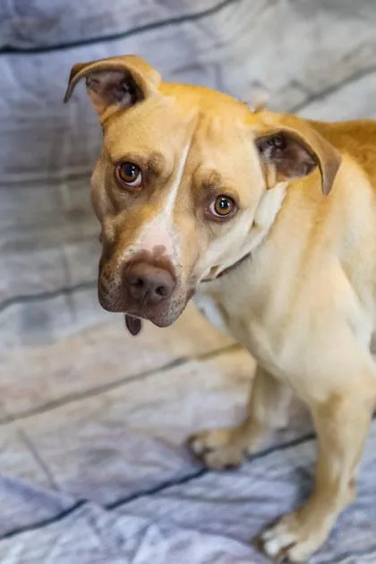 A young large-sized male Mixed Breed dog named Chip for adoption in Dothan, AL