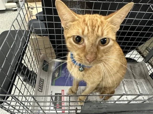 A young medium-sized female Domestic Short Hair cat named A for adoption in Pasadena, TX