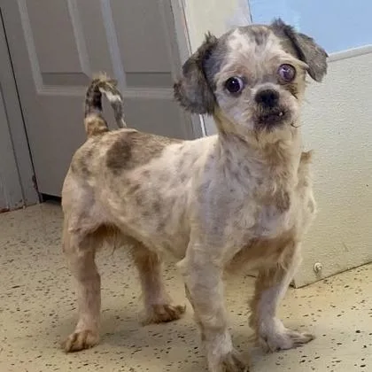 A senior small-sized male White / Cream Shih Tzu dog named Donnie for adoption in Erie, PA