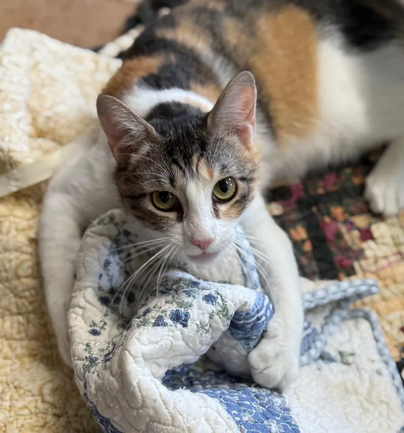 A young small-sized female Domestic Short Hair cat named Maeve for adoption in Hampton, VA