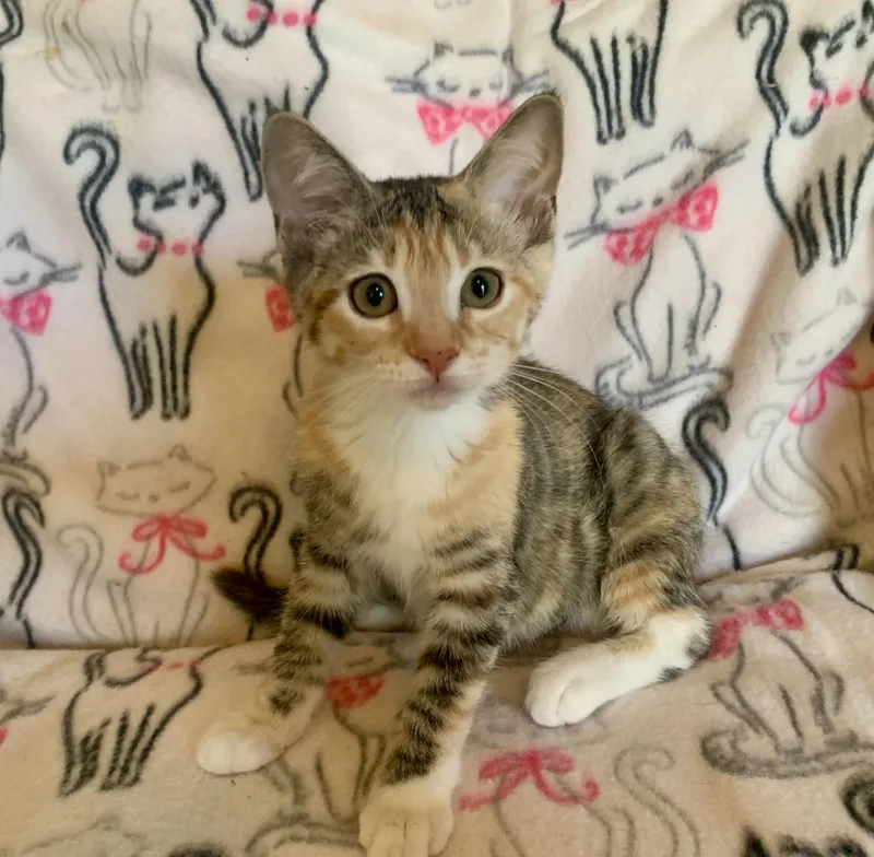 A young medium-sized female Tabby (Orange / Red) Domestic Short Hair cat named Spook Fox for adoption in San Jose, CA