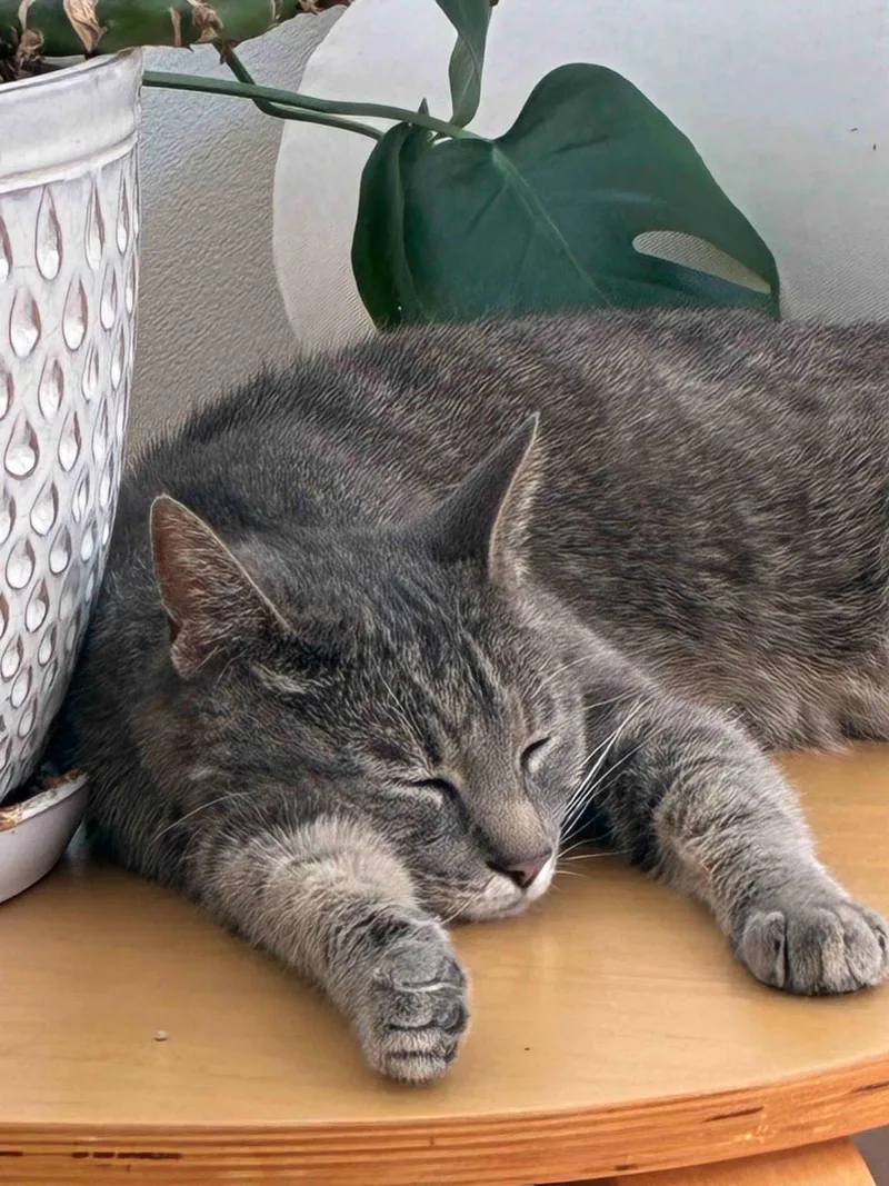 An adult medium-sized male Gray / Blue / Silver Domestic Short Hair cat named Bunny Colorado for adoption in Chandler, AZ