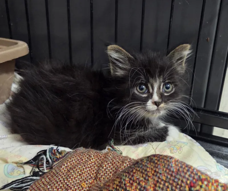 A baby small-sized female Domestic Medium Hair cat named Jade for adoption in Muskegon, MI