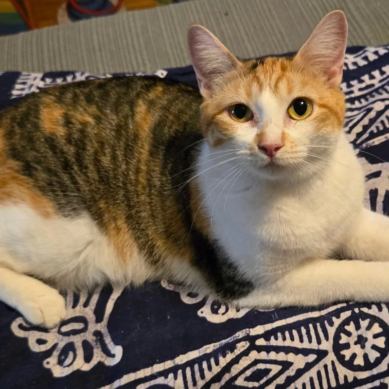 Ginger thumbnail 5