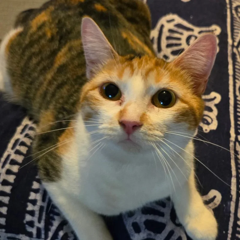 Ginger thumbnail 6