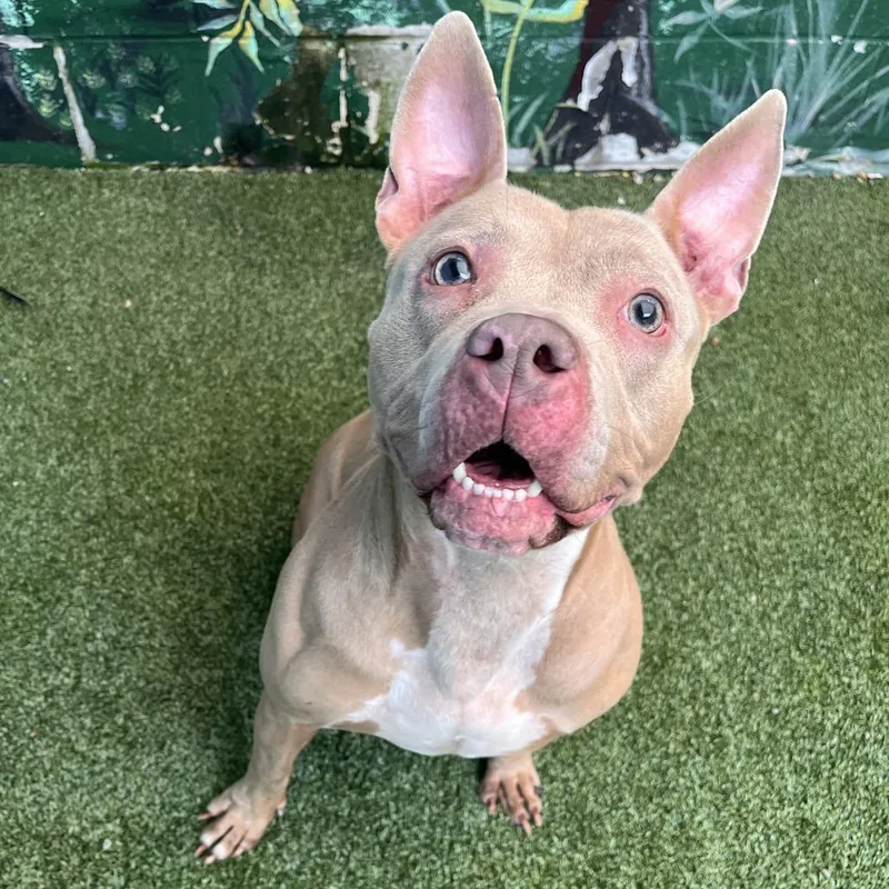 An adult medium-sized female Yellow / Tan / Blond / Fawn Mixed Breed dog named Ginger for adoption in Fairport, NY