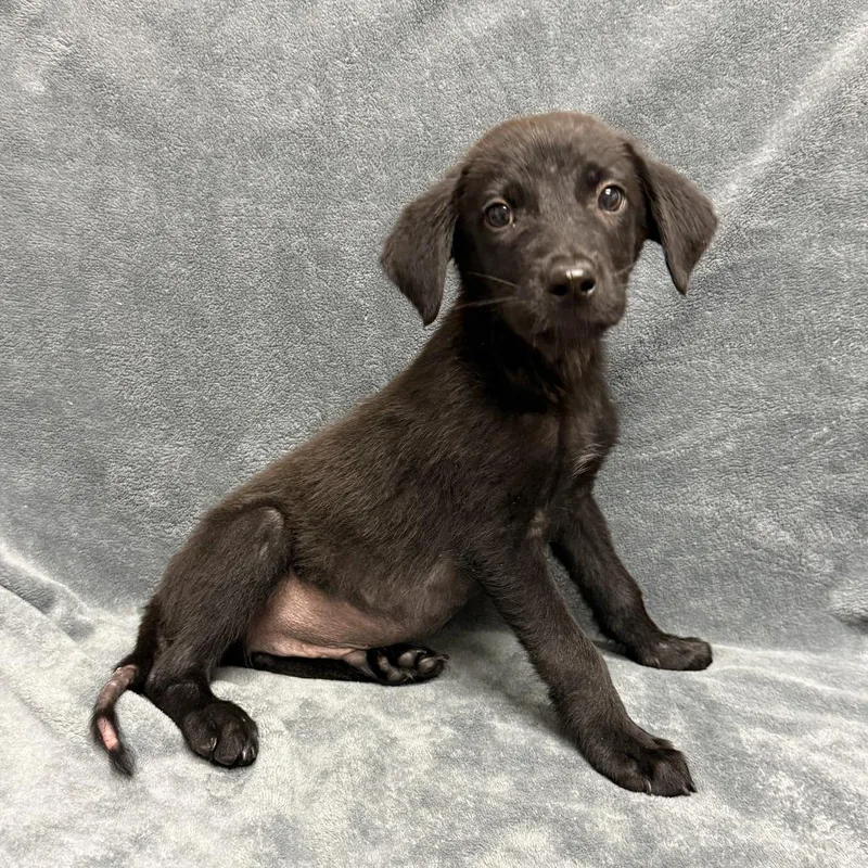 A baby medium-sized male Labrador Retriever dog named Dale for adoption in Brenham, TX