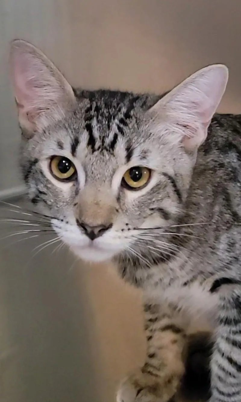A young medium-sized male Tabby (Gray / Blue / Silver) Domestic Short Hair cat named Helios for adoption in Scottsdale, AZ