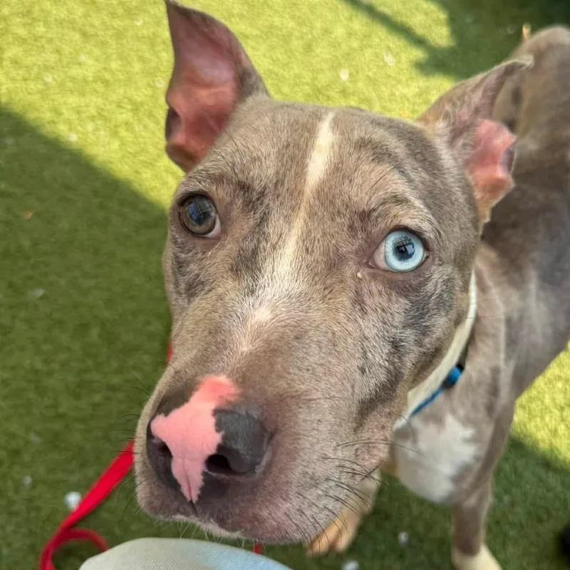 An adult medium-sized male Sable Catahoula Leopard Dog dog named Ocean for adoption in Long Island City, NY