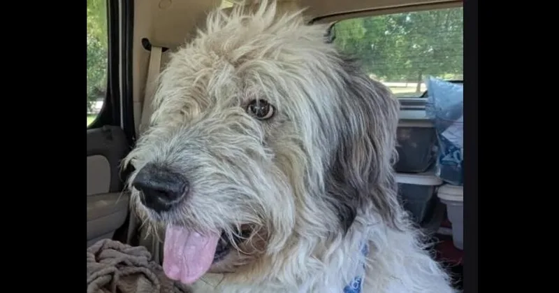 An adult large-sized male Old English Sheepdog dog named Ryker for adoption in Dallas, TX