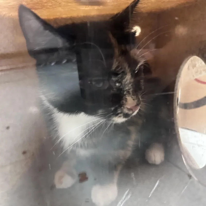 An adult medium-sized female Tortoiseshell Domestic Short Hair cat named Katseye for adoption in Philadelphia, PA