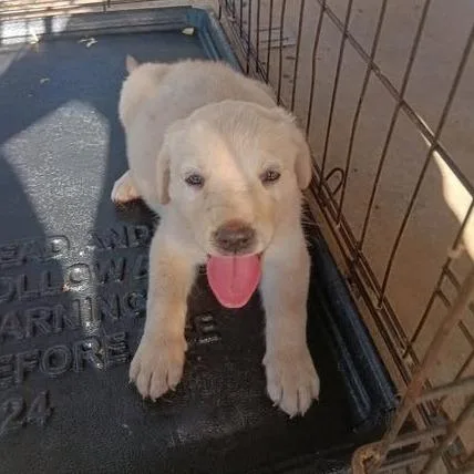 A baby small-sized female Yellow / Tan / Blond / Fawn Yellow Labrador Retriever dog named Peaches for adoption in Dover, AR