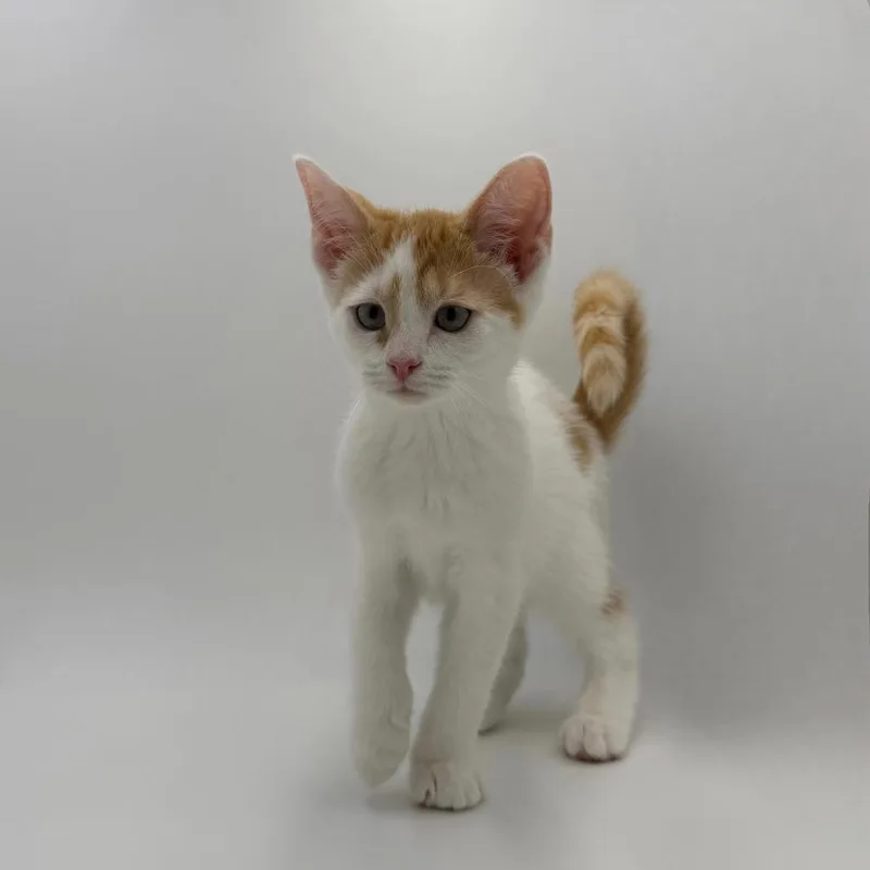 A baby medium-sized male Domestic Short Hair cat named Onion for adoption in State College, PA