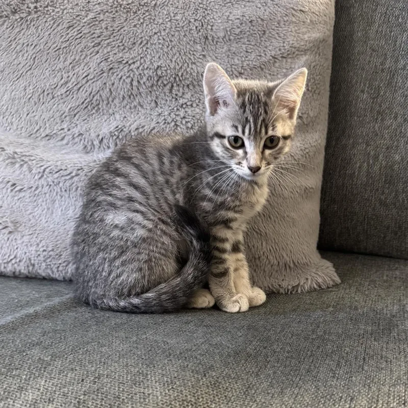 A baby small-sized female Gray / Blue / Silver Domestic Short Hair cat named Baby Beaver for adoption in Spokane, WA