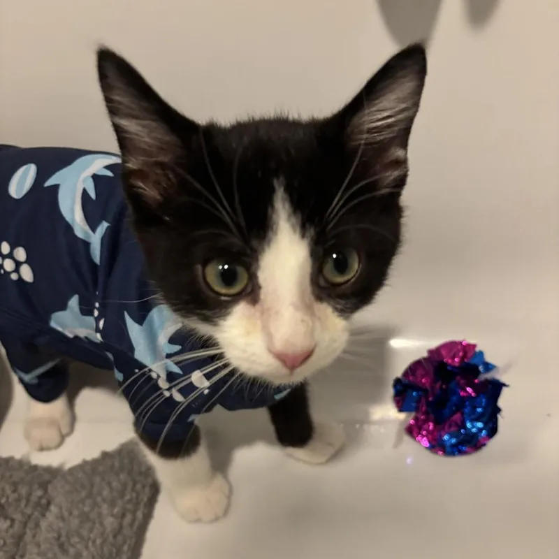 A baby small-sized male Black Domestic Short Hair cat named Binx for adoption in Los Angeles, CA