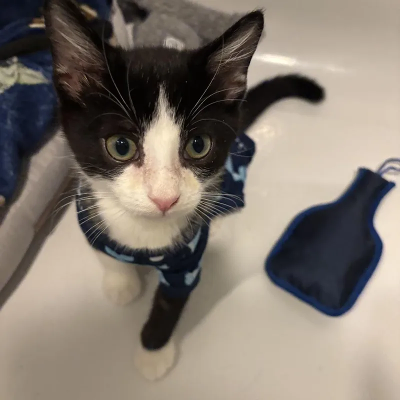 Binx thumbnail 2