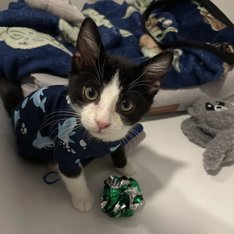 Binx thumbnail 3
