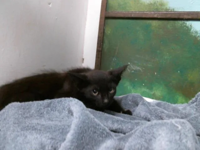 A baby small-sized male Domestic Short Hair cat named Dexter for adoption in Houston, TX