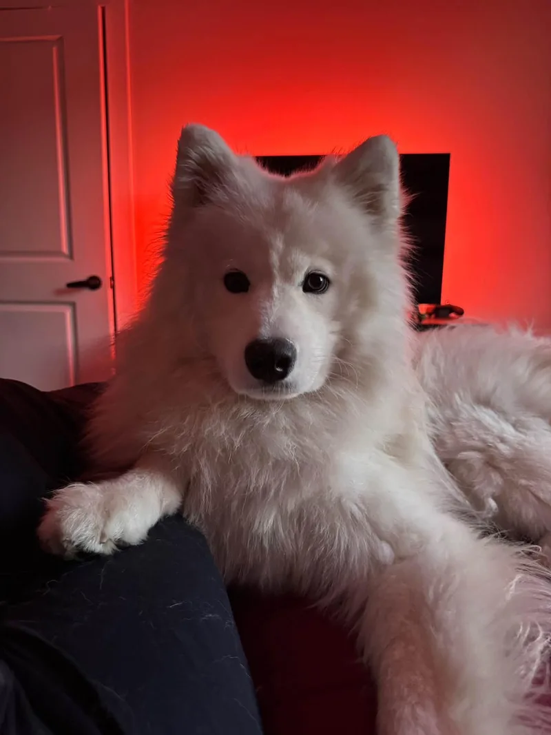 A young medium-sized male White / Cream Samoyed dog named Seiko for adoption in Lehigh Valley, PA