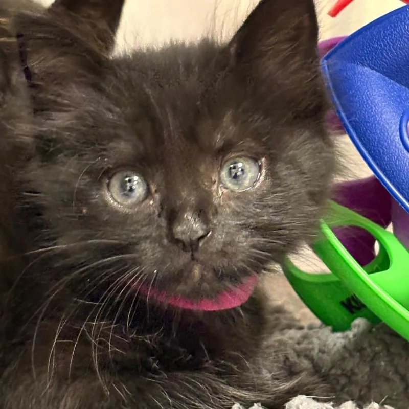 A baby small-sized male Black Domestic Short Hair cat named William for adoption in Milton, FL