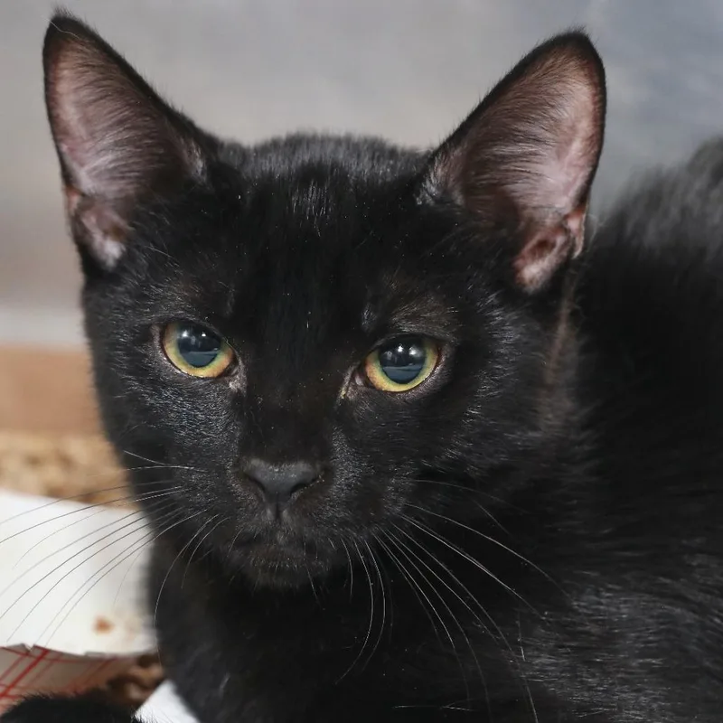 A baby small-sized male Black Domestic Short Hair cat named Esteban for adoption in Allentown, PA