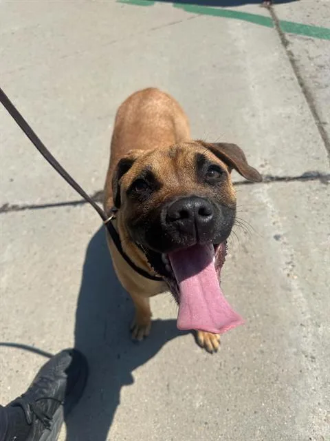 A young large-sized male Boxer dog named Tostada for adoption in Tustin, CA