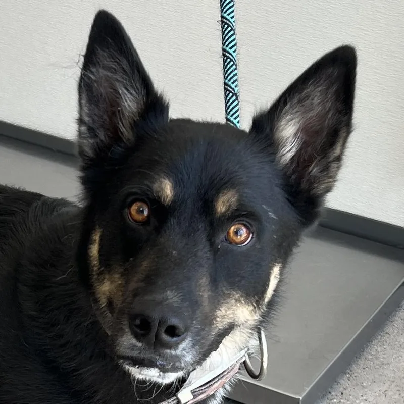 Loki