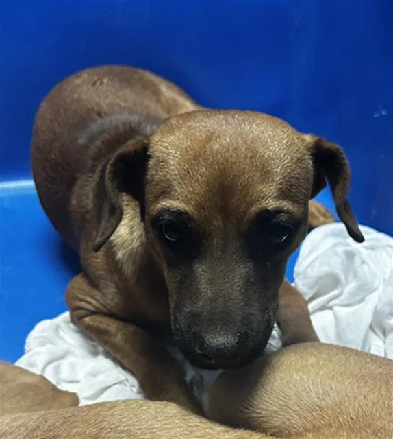 A young small-sized female Chihuahua dog named Marshmellow for adoption in Bakersfield, CA