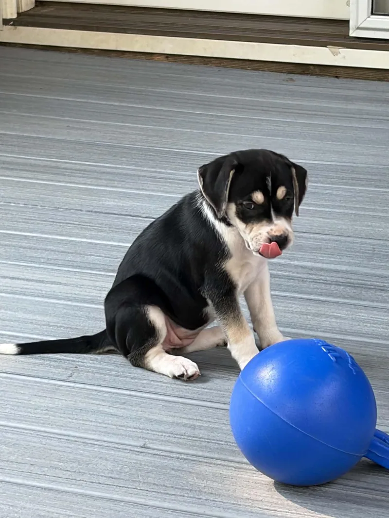 A baby medium-sized female Labrador Retriever dog named Caitlyn for adoption in Lewisville, IN