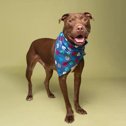 Heath Bar thumbnail 4