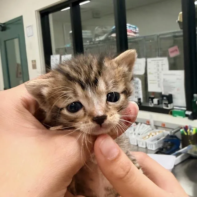 A baby small-sized male Domestic Short Hair cat named Pearl for adoption in Santa Maria, CA