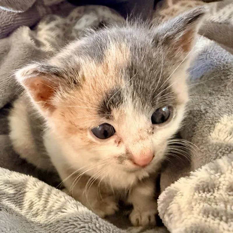 A baby small-sized female Calico Domestic Short Hair cat named Pita for adoption in Mount Juliet, TN