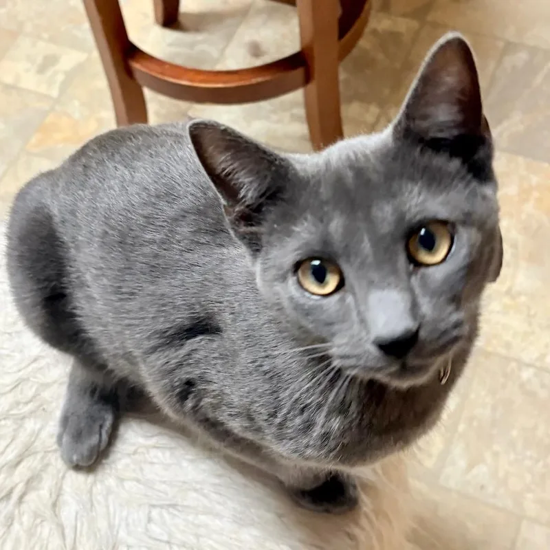 A young medium-sized male Gray / Blue / Silver Domestic Short Hair cat named Charcoal for adoption in Gastonia, NC