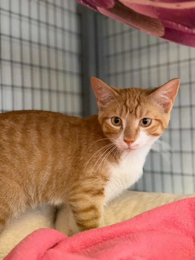 A baby small-sized male Domestic Short Hair cat named Taz for adoption in Lovingston, VA