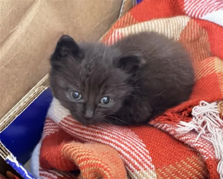A baby small-sized female Domestic Short Hair cat named Fig for adoption in Hayward, CA